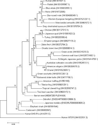 Motilin Comparative Study: Structure, Distribution, Receptors, and Gastrointestinal Motility